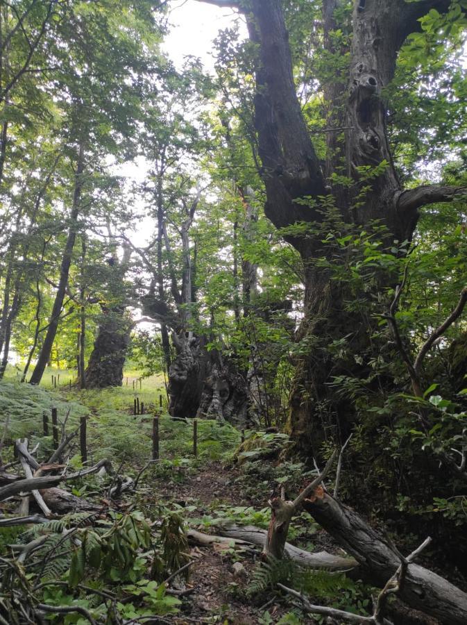 Agriturismo Difesa Del Monte Гризолия Екстериор снимка